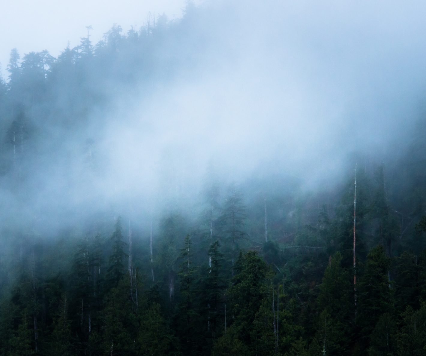 Retreat To The Forest